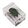12 Pcs Real Bug Specimens Transparent Resin Science Education Classroom