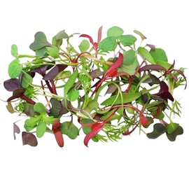 Fresh Origins-Micro Greens, Intensity Mix, 16 oz (4 packs of 4 oz each), Vibrant Herb Blend, Intense Flavor, Hand-Picked Fresh