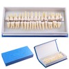 MediTrainer Dental Model Teeth Model, 28 Pieces of Two-Color Permanent