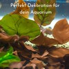 ProFlora® Sea Almond Tree Leaves Aquarium - Organic Catappa Leaves
