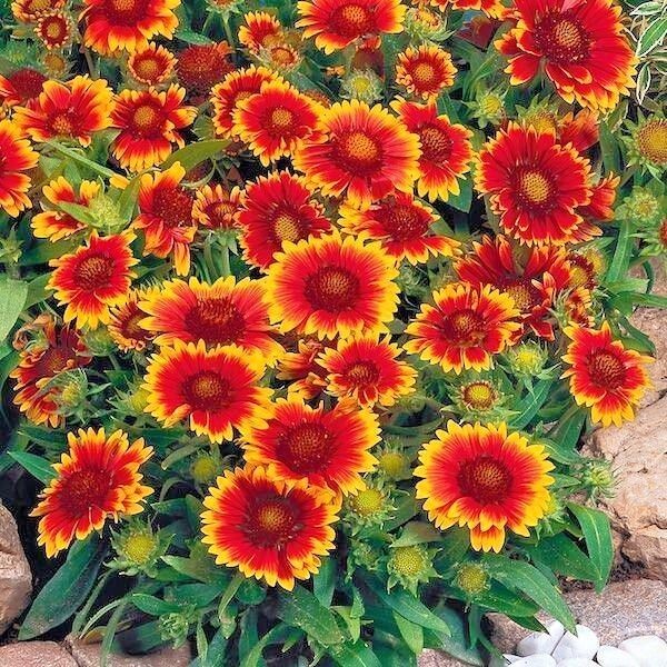 Little Seed Store 201+BLANKET FLOWER Seeds Native Wildflower Perennial Drought