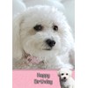 Bichon Frise Birthday Card