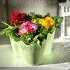 KADAX Lace Flower Pot Plastic 11 Colors Flower Pot Lace