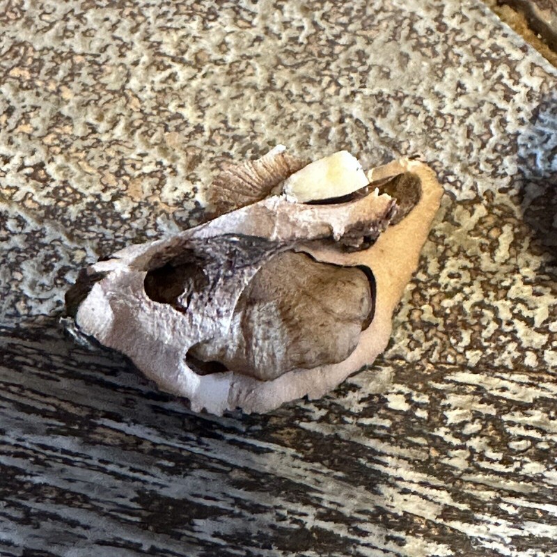 Fresh 110 Black Walnuts 2023 Foraged In Kentucky 3 lb