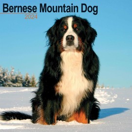 Bernese Mountain Dog Calendar 2024 | Square Dog Breed Wall Calendar - 16 Month