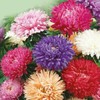 RAISE ME UP: Seeds Aster King Size Mix Annual Flowers