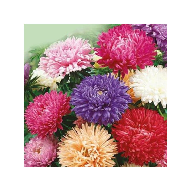 RAISE ME UP: Seeds Aster King Size Mix Annual Flowers