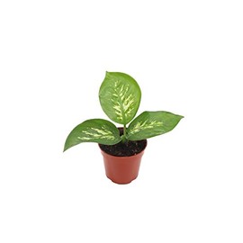 Dieffenbachia Compacta, Varieties can Include Tropical Snow, or Alfredo - 4'' from California Tropicals