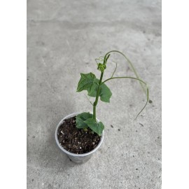 Chayote Plant 8” With Pot Live Plant Ready To Plant