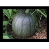 BmoreSPicy.com Tatume Summer Squash 20 Seeds Heirloom Calabash Mexican Zucchini