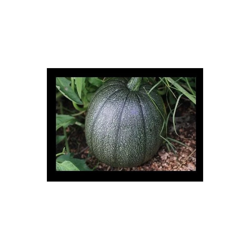 BmoreSPicy.com Tatume Summer Squash 20 Seeds Heirloom Calabash Mexican Zucchini