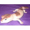 AAA African Fat Tailed Gecko Replica - AAA