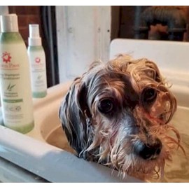 Aroma Paws Dog Shampoo – Cleansing Wash, Conditioning, Moisturizing – Toxin Free, Healthy Ingredients – Aromatic Grooming Puppy Shampoo – Tearless Cleaner, Eucalyptus Peppermint