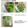 Green Field B006 Sprout Cultivation Set My Sprout (Bean Sprout