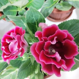 Gloxinia Seeds Sinningia Speciosa Tropical Herbaceous Perennial Ornamental Baskets Containers Indoor Outdoor 20Pcs Flower Seeds by YEGAOL Garden