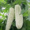 ZEshops 15pcs White Pearl Bitter Gourd Seeds Heirloom Balsam Pear