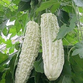 ZEshops 15pcs White Pearl Bitter Gourd Seeds Heirloom Balsam Pear Melon Variety