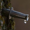 Stainless Steel Taps - Maple Sap Bag/Bucket Spiles for Making