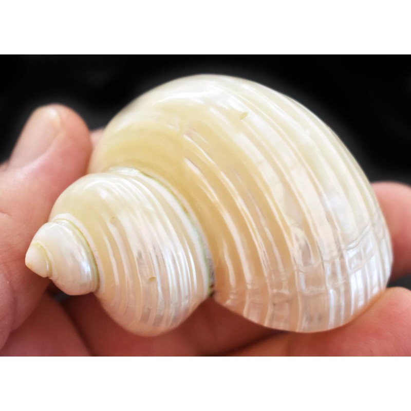 One Polished Silver Turbo Shell (2" / 1" opening) Medium