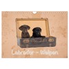Labrador - Welpen (Wandkalender 2026 DIN A4 quer), CALVENDO Monatskalender: