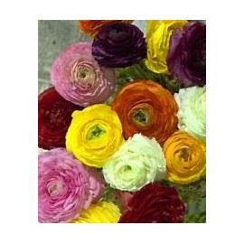 50 Ranunculus Mixed Shades Bulbs
