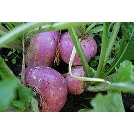 5 lbs Purple Top Turnip Seeds Brassica Wildlife Food Plot Attractant Deer Turkey Garden Seed Forage Grasses