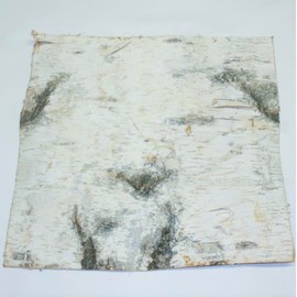 Wilson Birch Bark (12" x 12" 2 Pack)