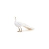 PAPO white peacock