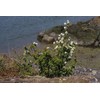 CZ Grain 30 Saskatoon Serviceberry Seeds for Planting Amelanchier alnifolia