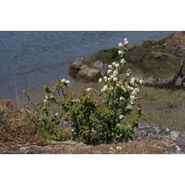 CZ Grain 30 Saskatoon Serviceberry Seeds for Planting Amelanchier alnifolia