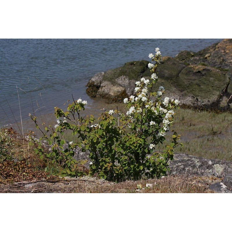 CZ Grain 30 Saskatoon Serviceberry Seeds for Planting Amelanchier alnifolia