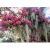 Fresh Spanish Moss for Crafts, displays, Costumes, and Floral Arrangements