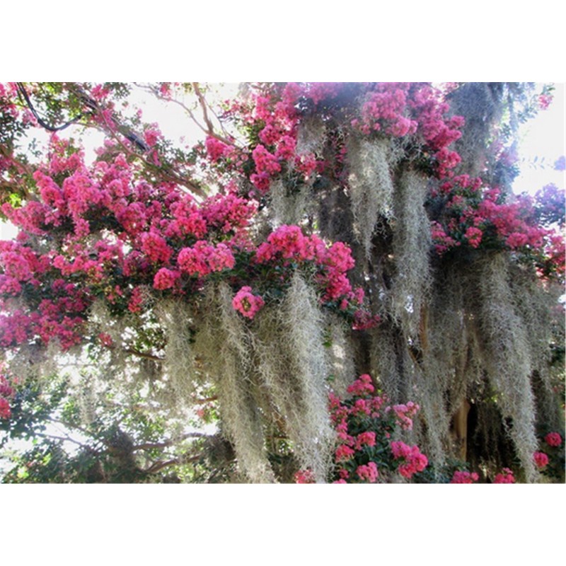 Fresh Spanish Moss for Crafts, displays, Costumes, and Floral Arrangements