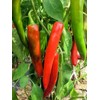 120 Anaheim Chile Hot Pepper Seeds for Planting 1 Gram