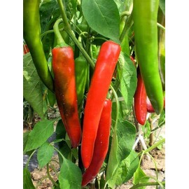 120 Anaheim Chile Hot Pepper Seeds for Planting 1 Gram of Seeds Heirloom Non GMO Garden Vegetable Bulk Survival