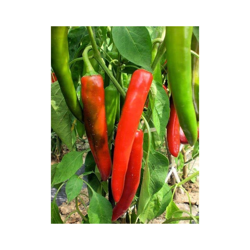 120 Anaheim Chile Hot Pepper Seeds for Planting 1 Gram