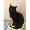 Miyazaki Unama Black Cat Soap Marble 2.8 oz (80 g)