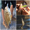ELEpl Pack of 50 7.5 cm Rubber Fish Set Built-in