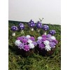 Fairy Garden Accessories. Set of 8. Purple Miniature Mushrooms and