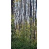 Black Timber Bamboo Nigra Daikokuchiku California Giant Bare Root Plant