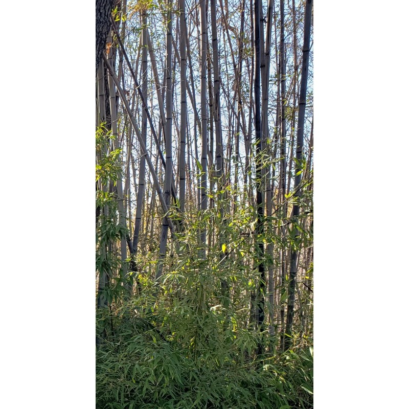 Black Timber Bamboo Nigra Daikokuchiku California Giant Bare Root Plant