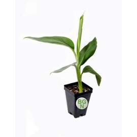 1 LIVE PLANT Goldfinger Dwarf Banana Tree - RARE Desert Banana 3 to 8 inch tall