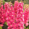 RAISE ME UP: Seeds Red Lark Larkspur Giant Delphinium Annual
