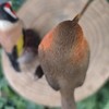 Vivid Arts - British Birds Life Like Robin & Goldfinch