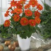 Outsidepride Orange Mexican Sunflower Plant Flower Seed - 1000 Seeds