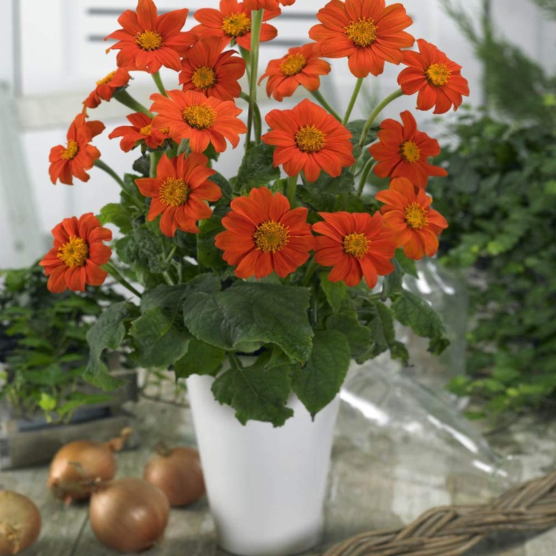 Outsidepride Orange Mexican Sunflower Plant Flower Seed - 1000 Seeds