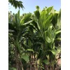 Hawaiian Green Ti Leaf Fresh Cuttings 6inch Starter Logs x6