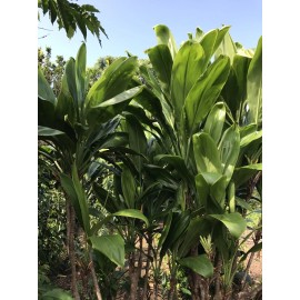 Hawaiian Green Ti Leaf Fresh Cuttings 6inch Starter Logs x6