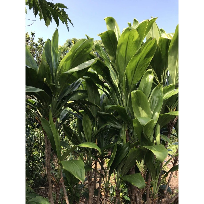 Hawaiian Green Ti Leaf Fresh Cuttings 6inch Starter Logs x6