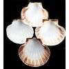 Florida Shells and Gifts 6 XL White Irish Baking Scallop